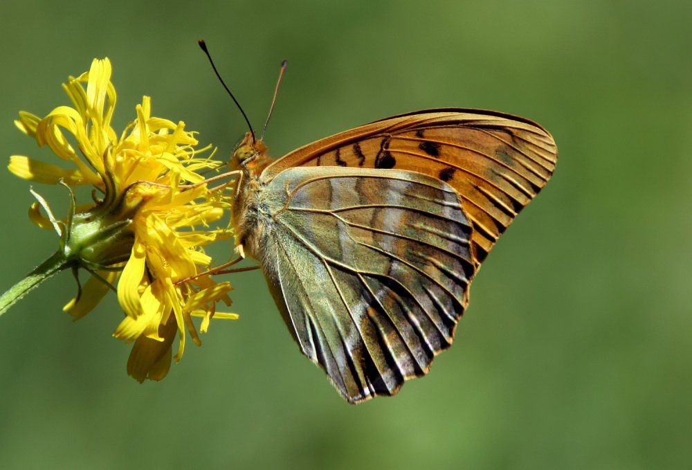 Kaisermantel (Argynnis paphia)