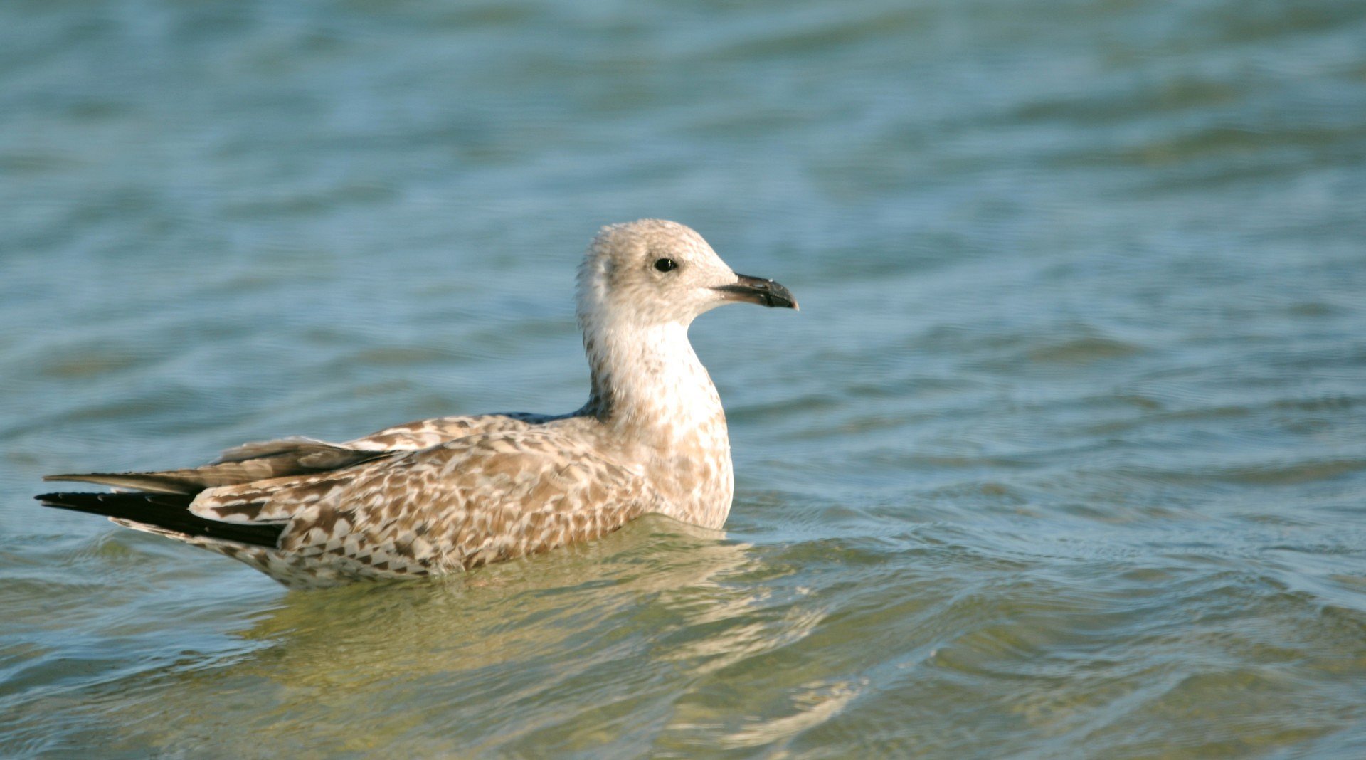 petite baignade