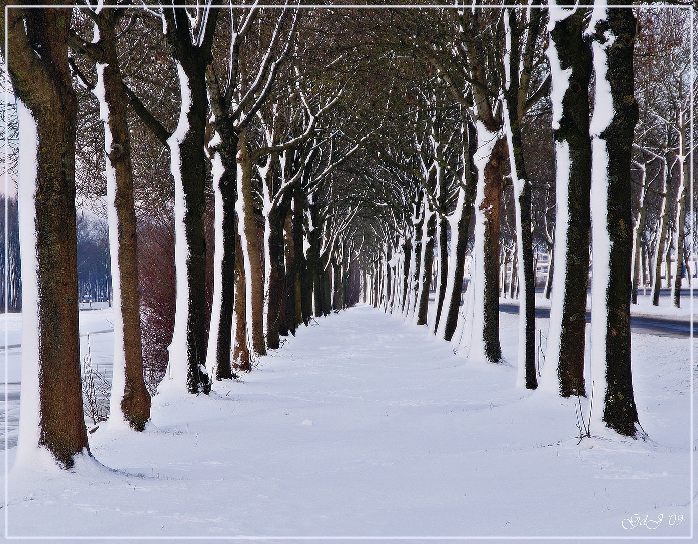 Rijbomen in de sneeuw