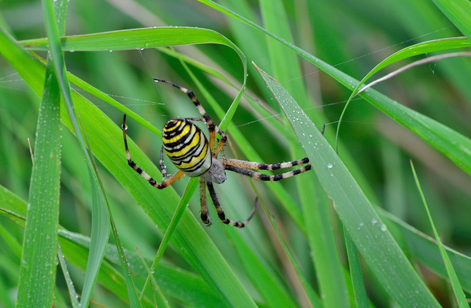 Im Gras lauert der Tot...