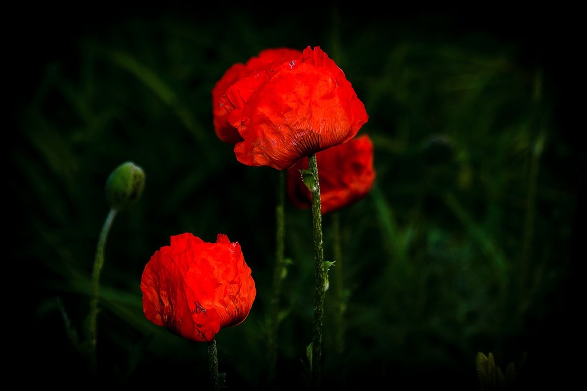 Mohn