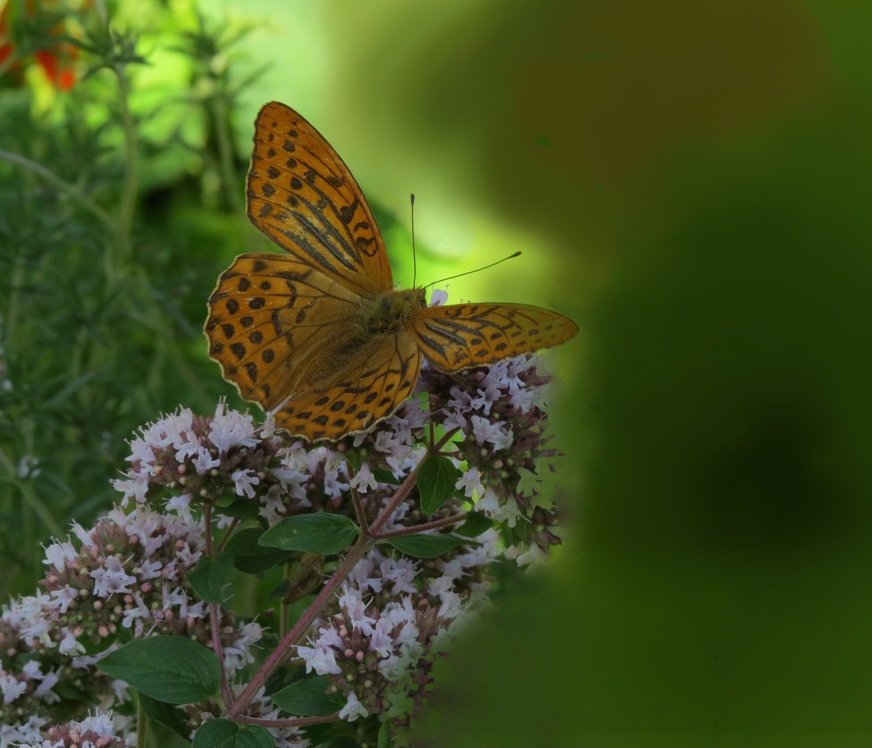 Schmetterling