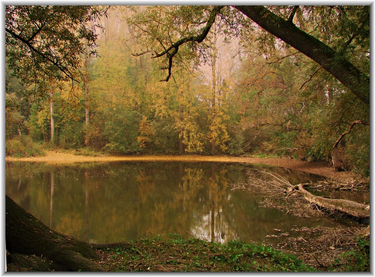 Stiller Waldsee