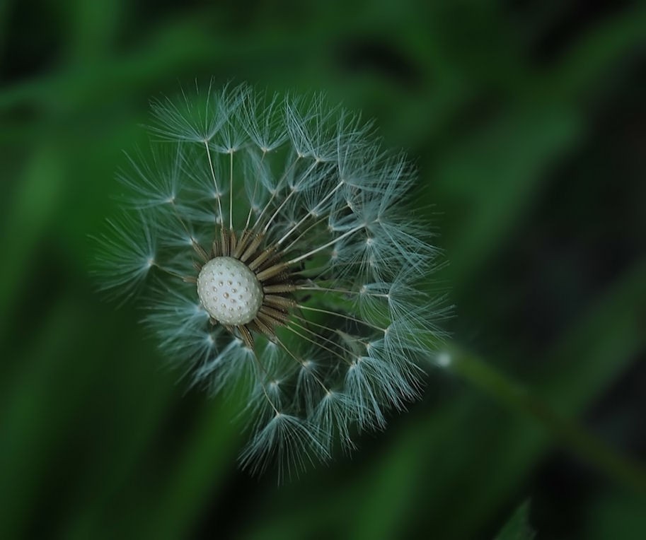 Pusteblume