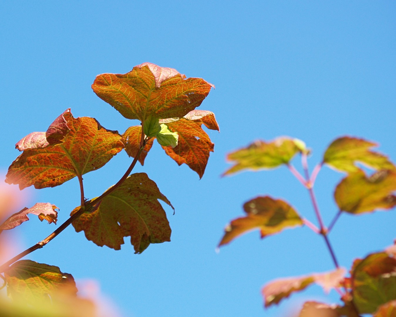 Artumn Leaves