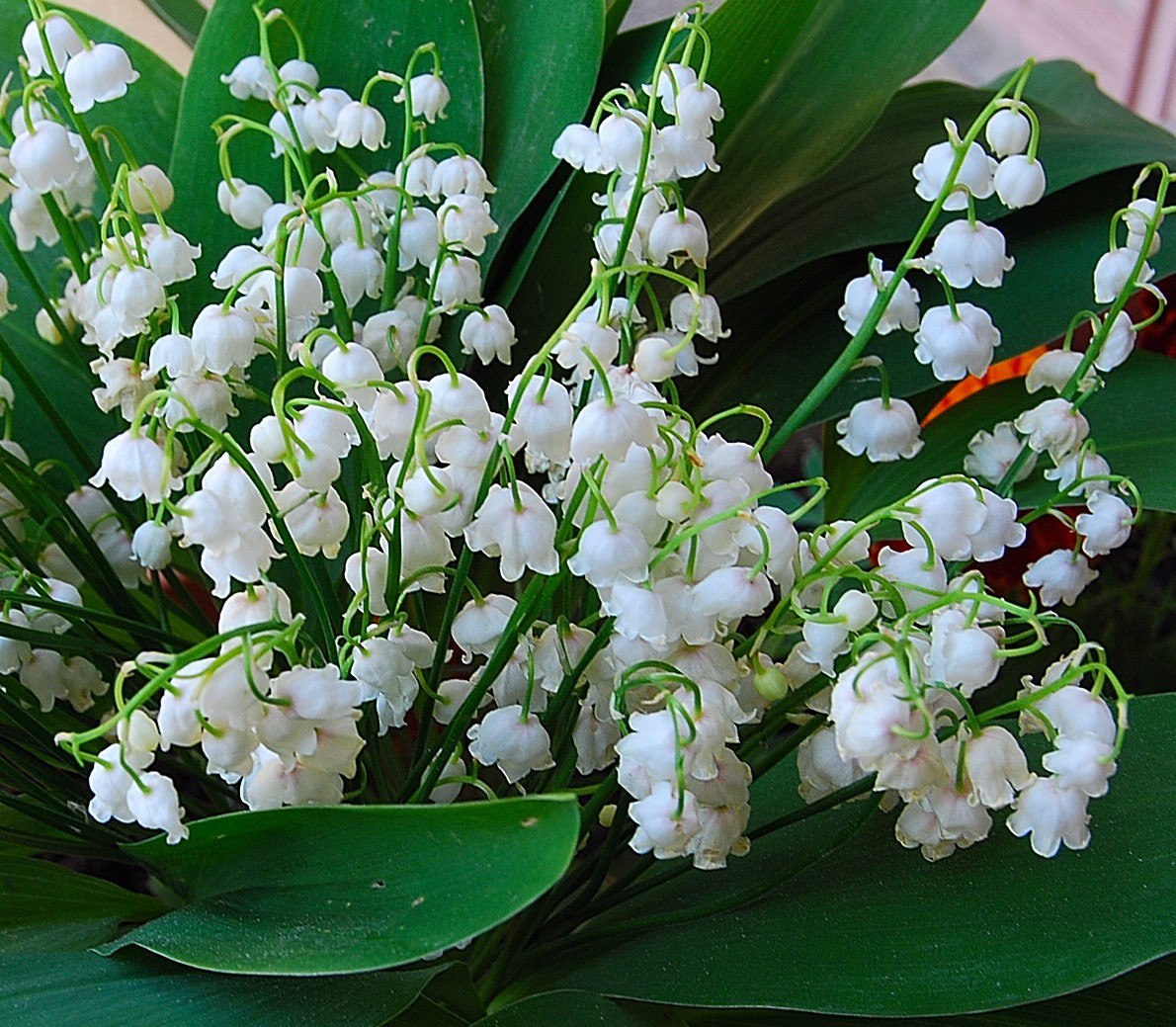 Muguet.