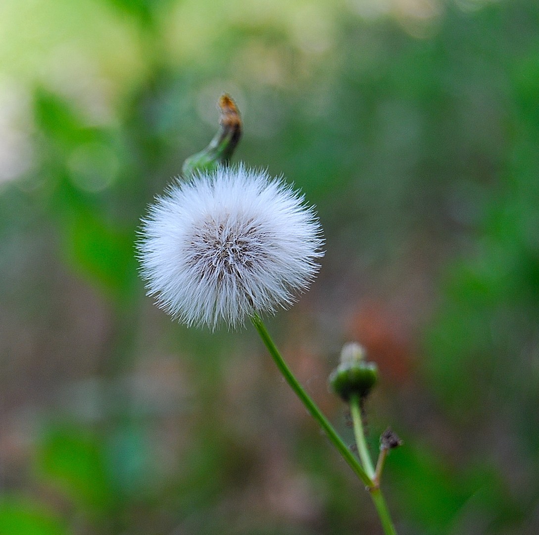 Boule 2.