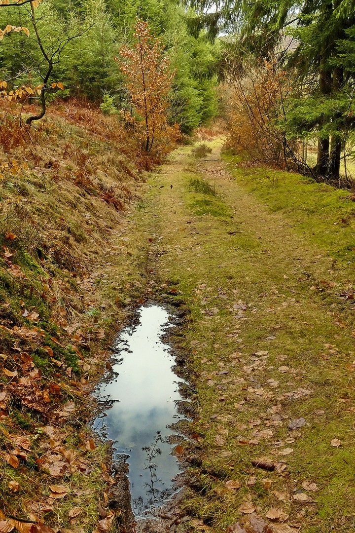 Waldweg