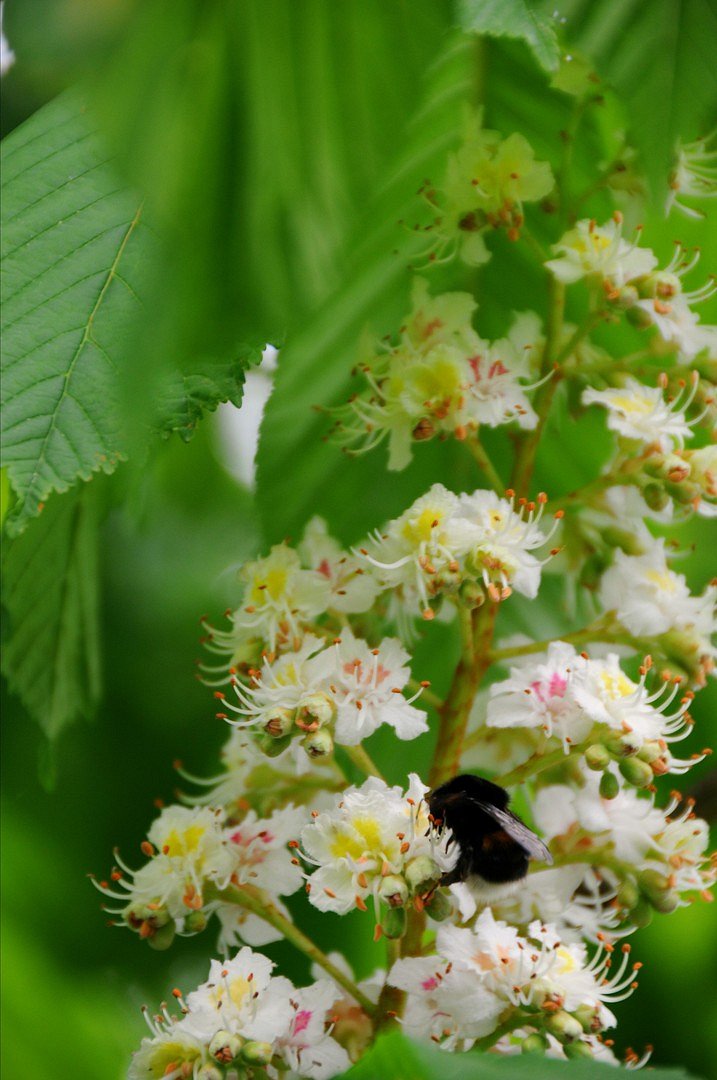 Kastanienblüte mit