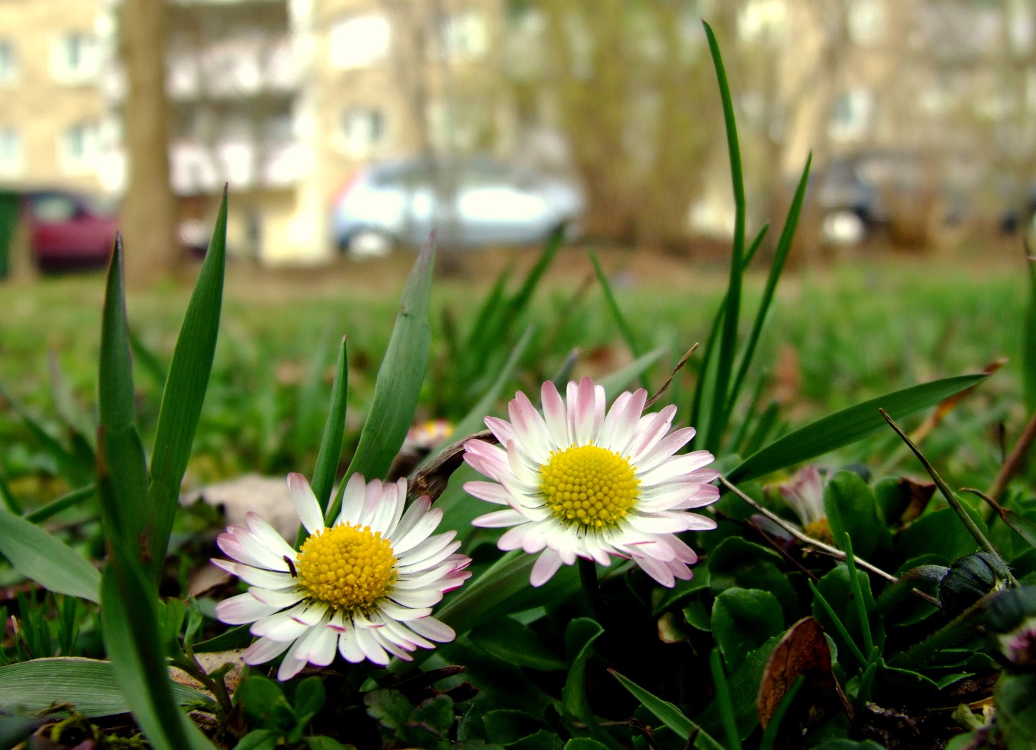 Frühling in der Stadt