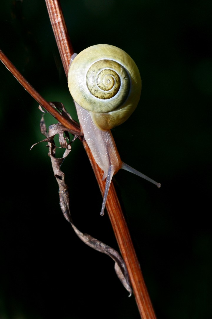 Schnecke