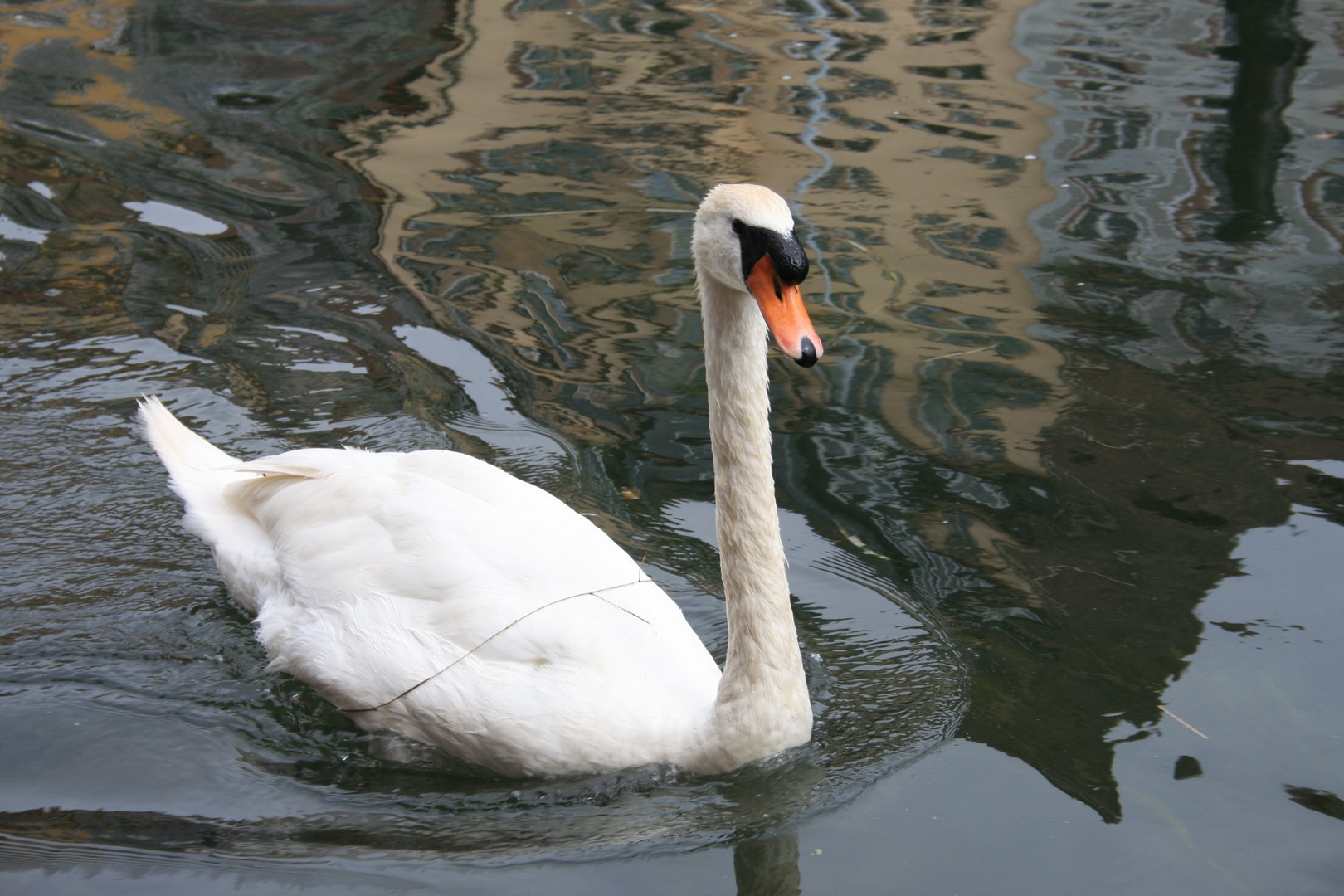 Cygne - Strasbourgeois