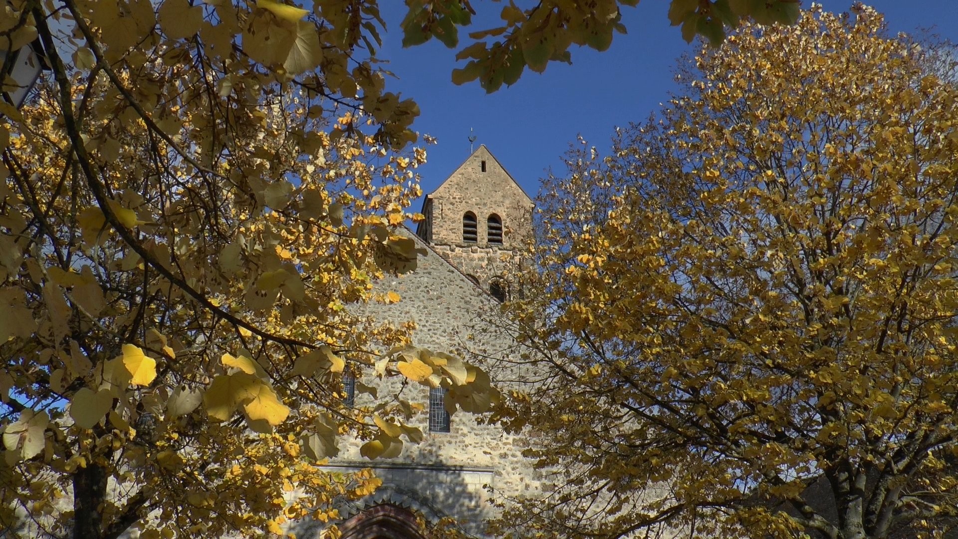 Feuilles d'or avant l'hiver