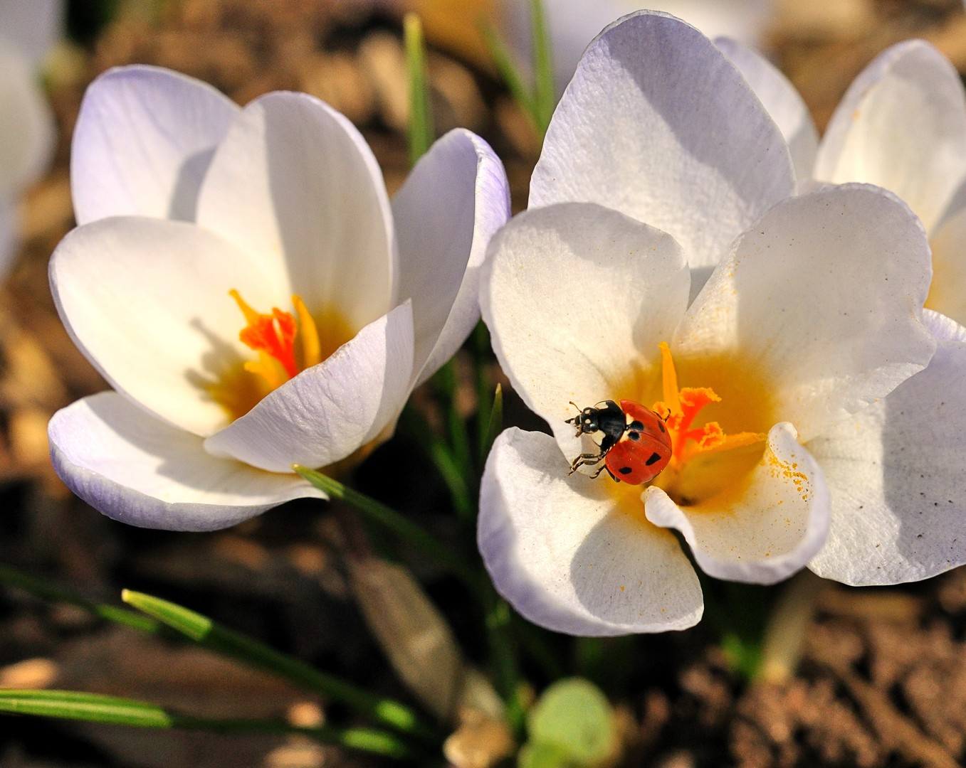 Frühlingserwachen