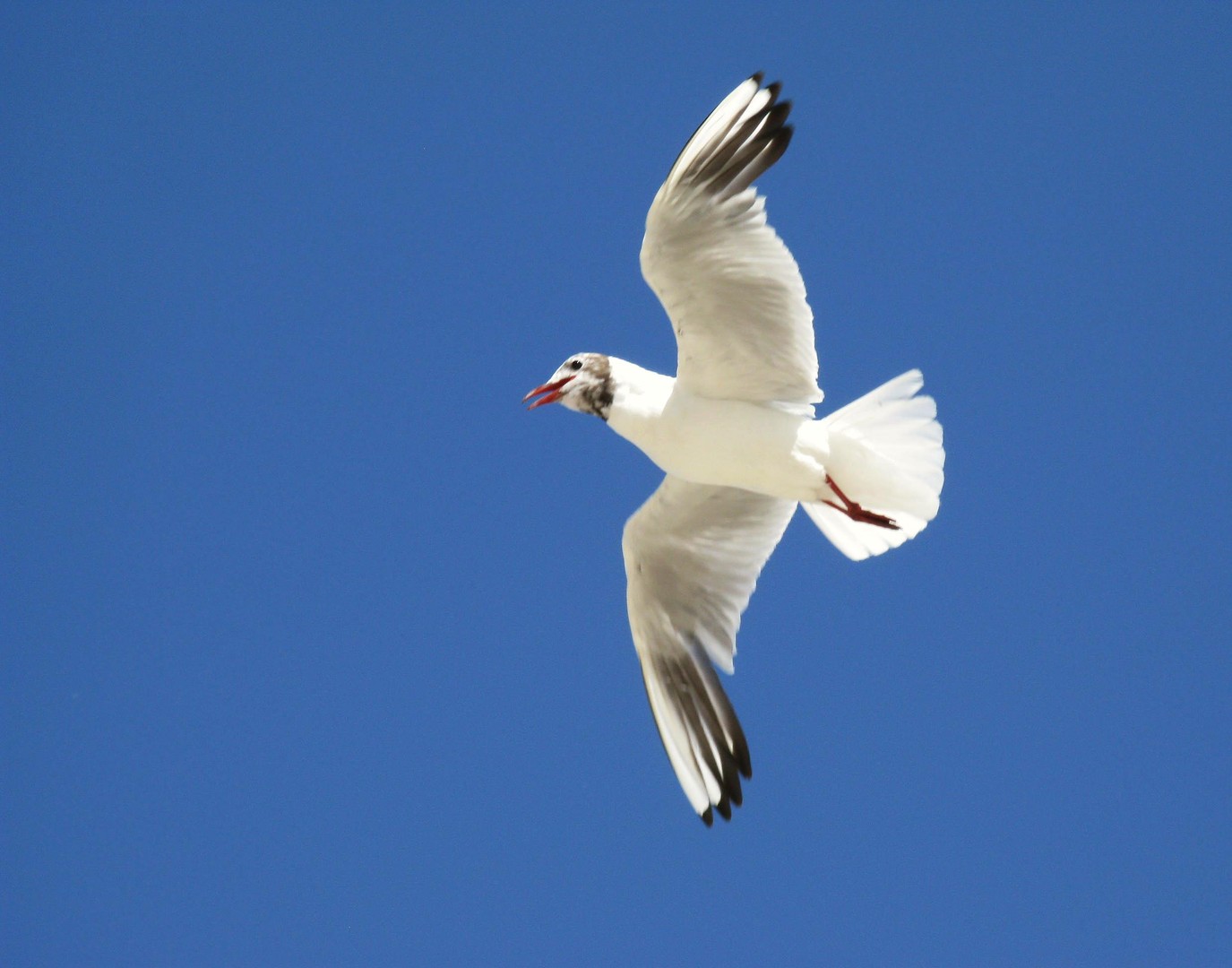 Fliegende Möwe