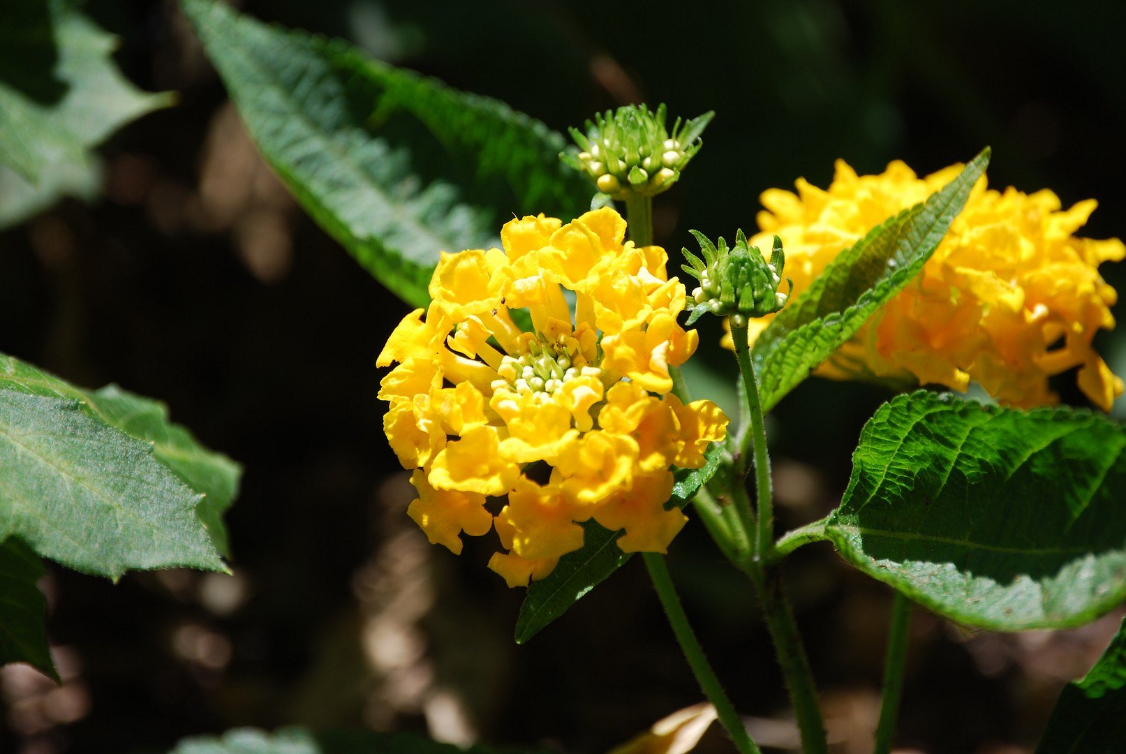 Fleur jaune.