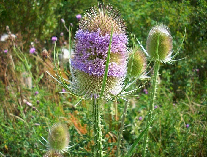 Distelblüten