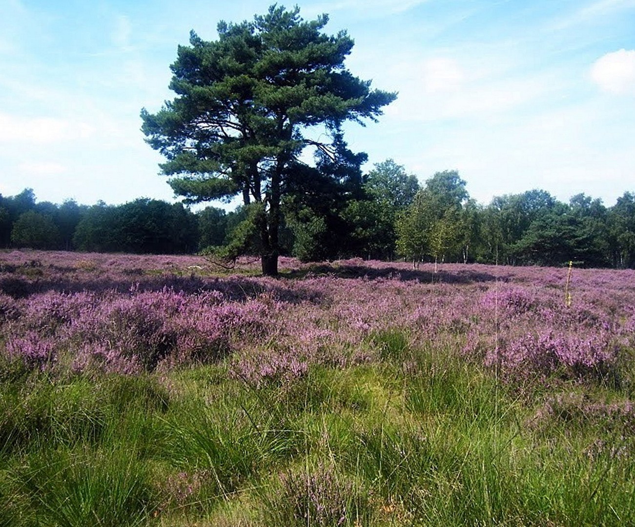 Venloer Heide