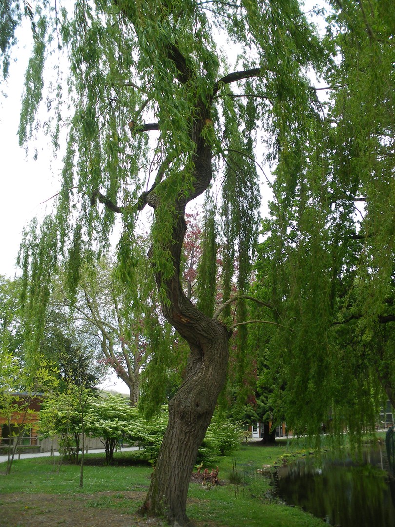 Bon arbre pour une cabane