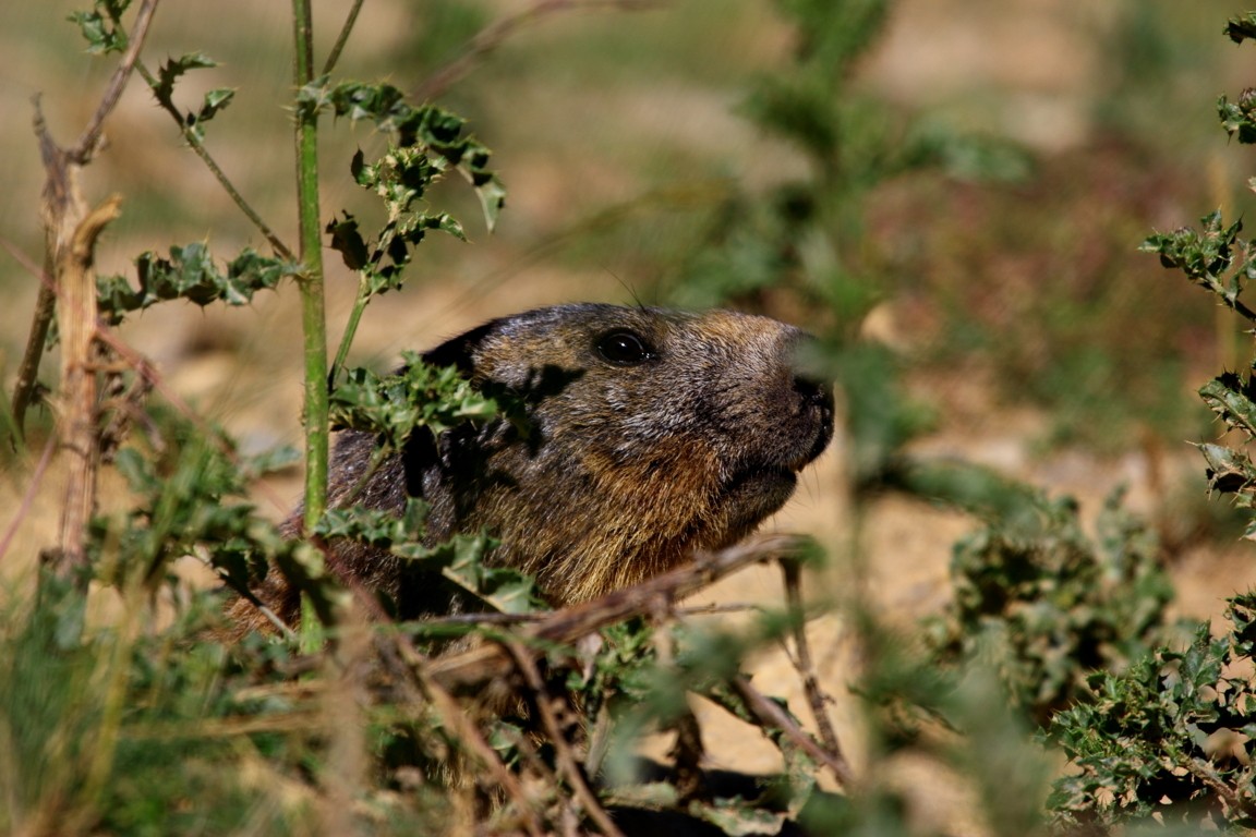 Marmotte au à l'affût.