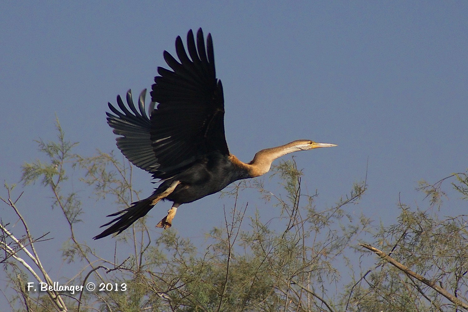 Anhinga ou cormoran serpent