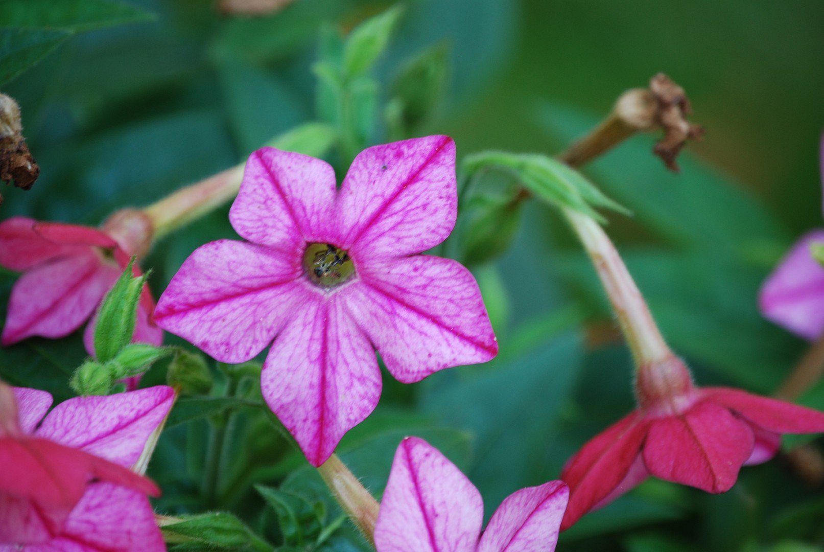 Fleur.