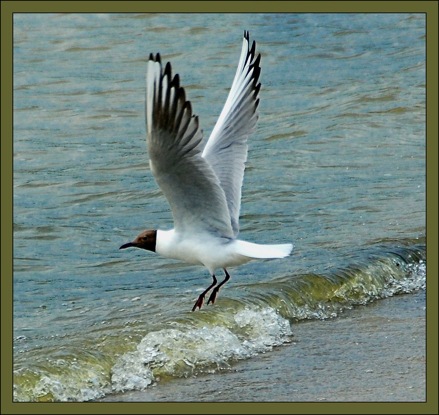 Black Headed Gull 