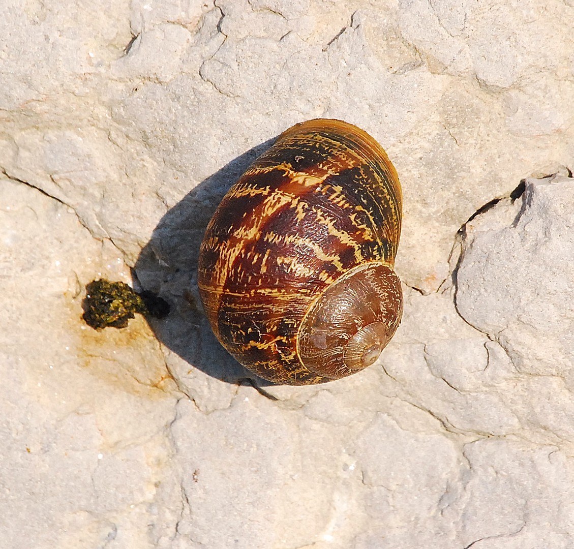 Coquille.