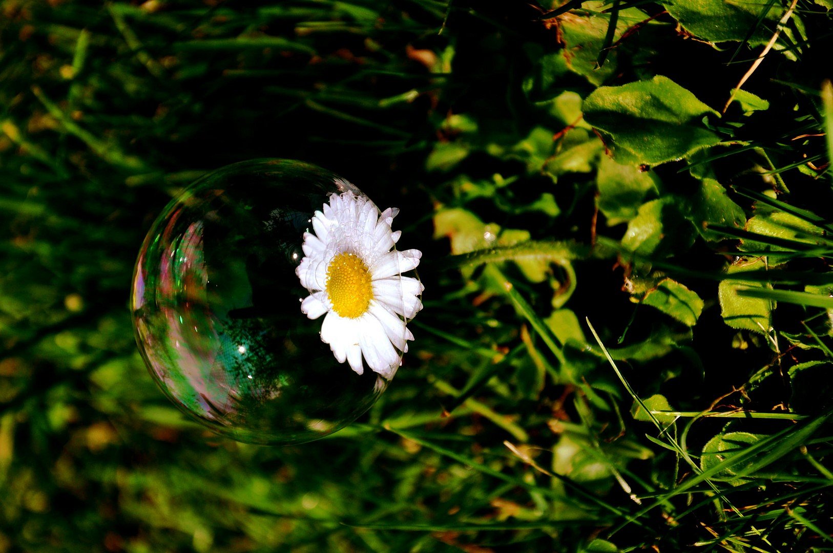 Bubble-Daisy