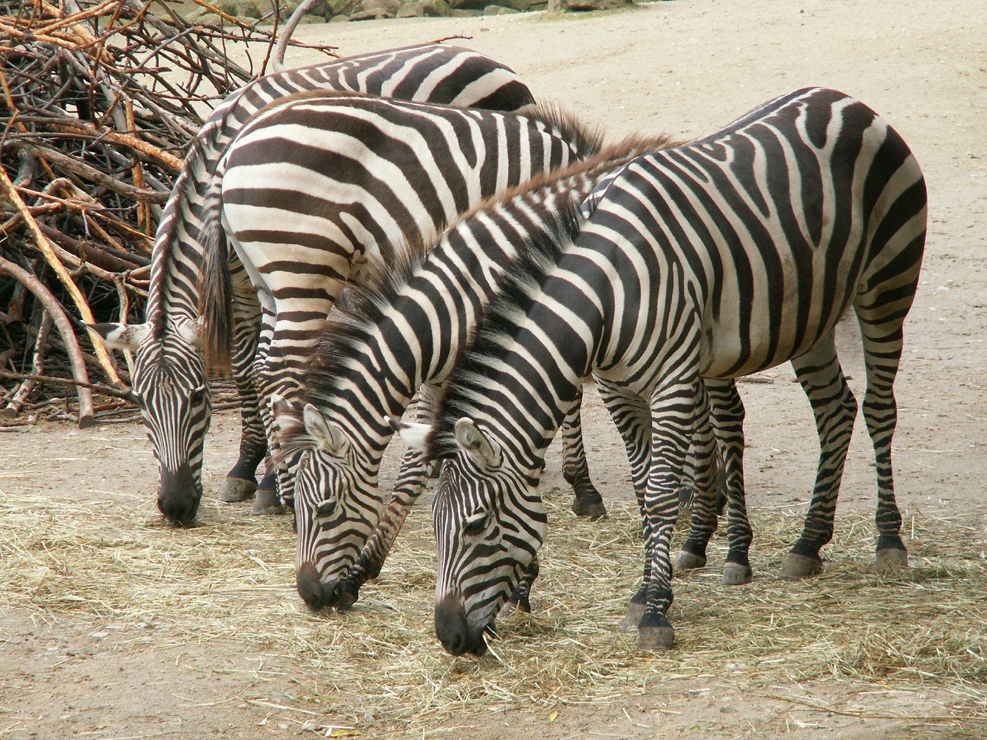 Zebra