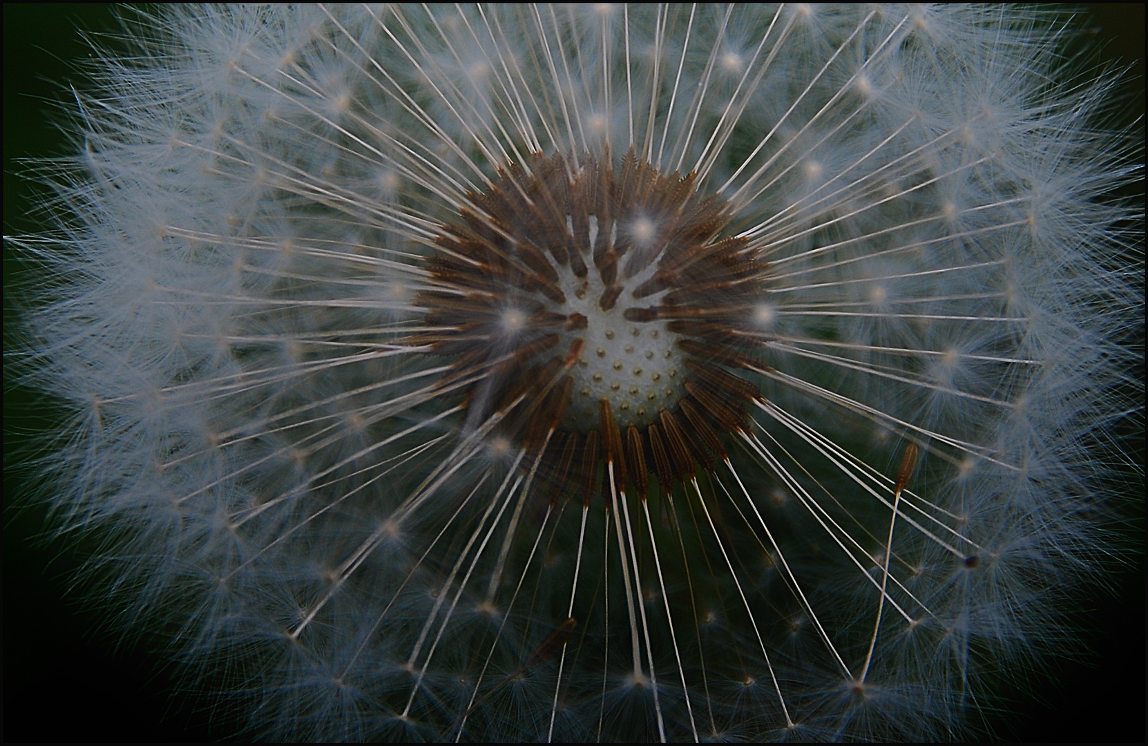 Taraxacum officinale