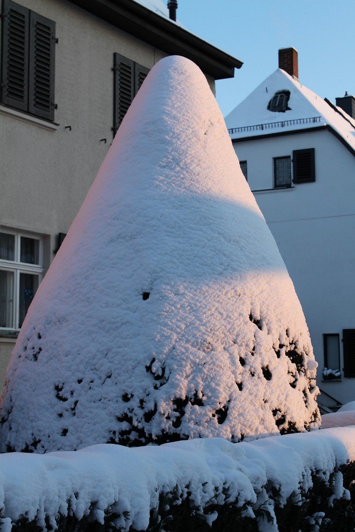 Schneebaum