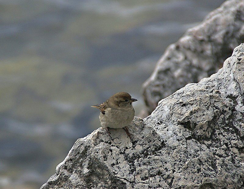 Kleiner Spatz