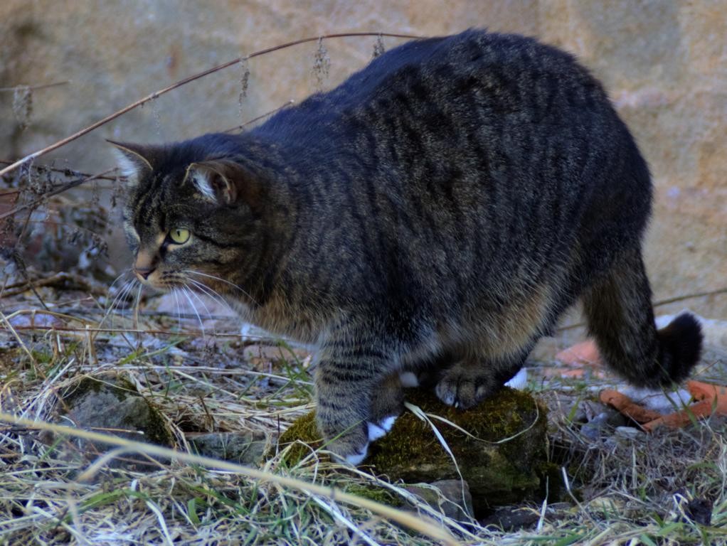 Katze auf der Jagd