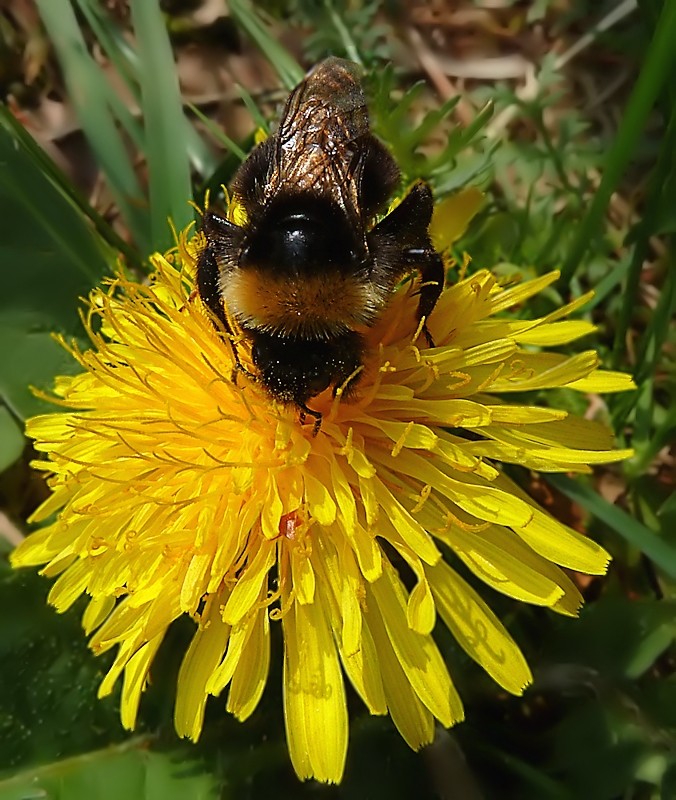 Vertieft in die Blüte