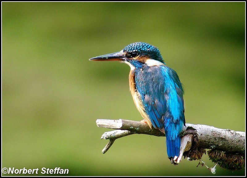 Eisvogel, ein Diamant der Lüfte.