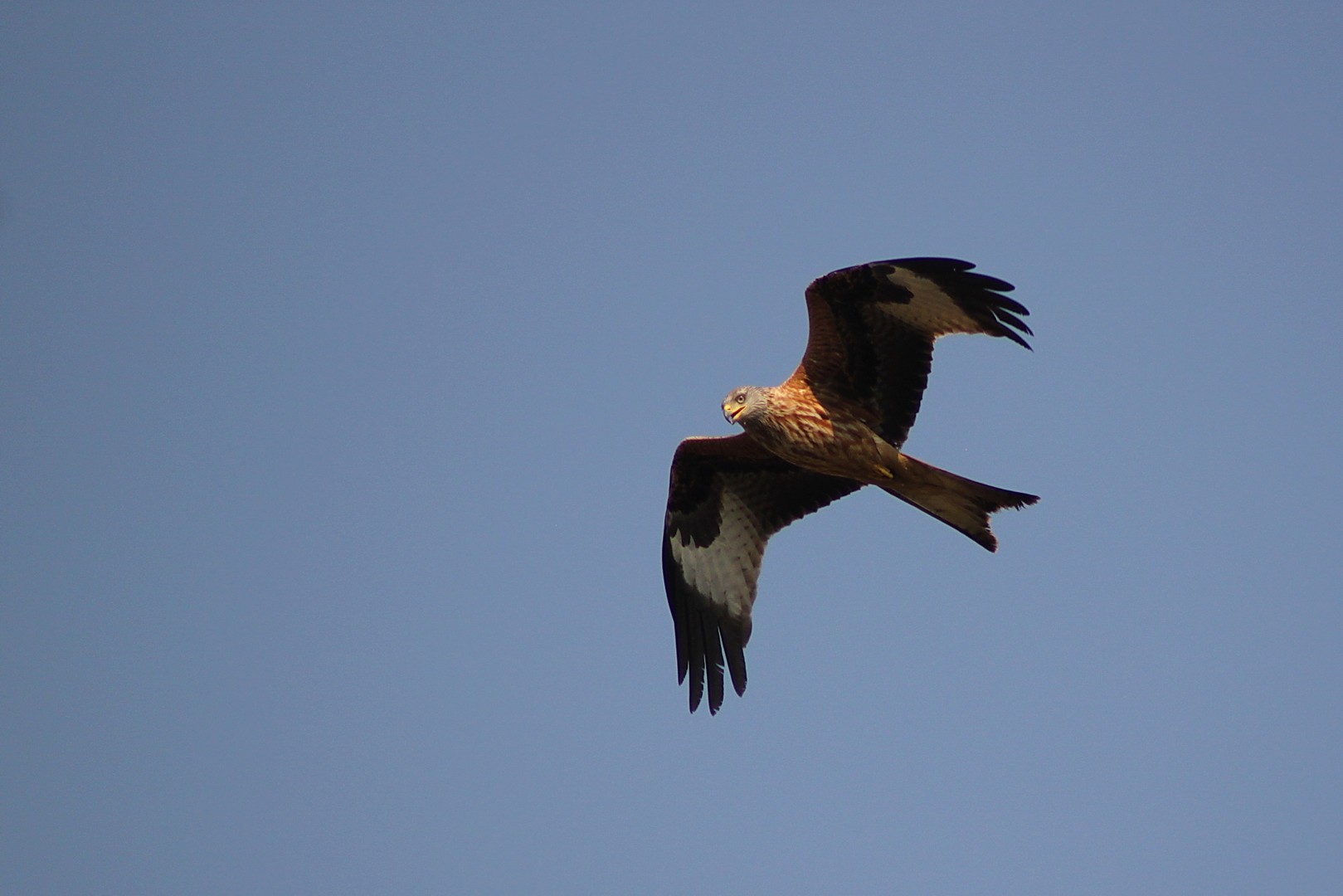 Bussard