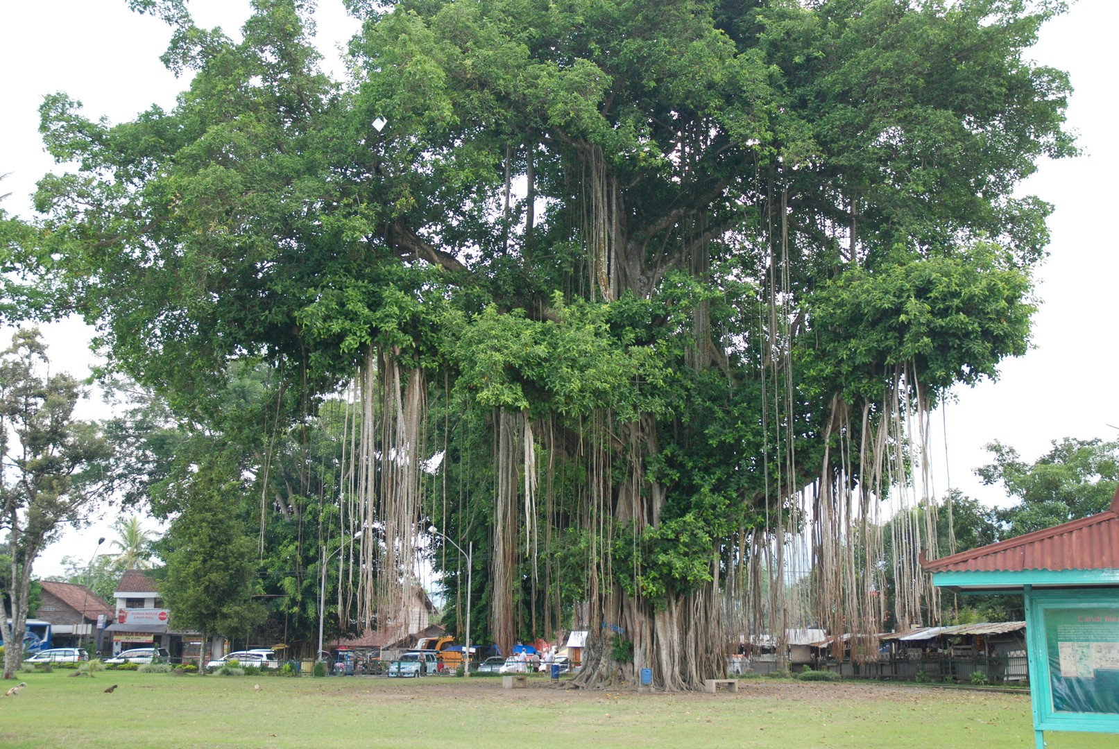 Ficus aux racines tombantes