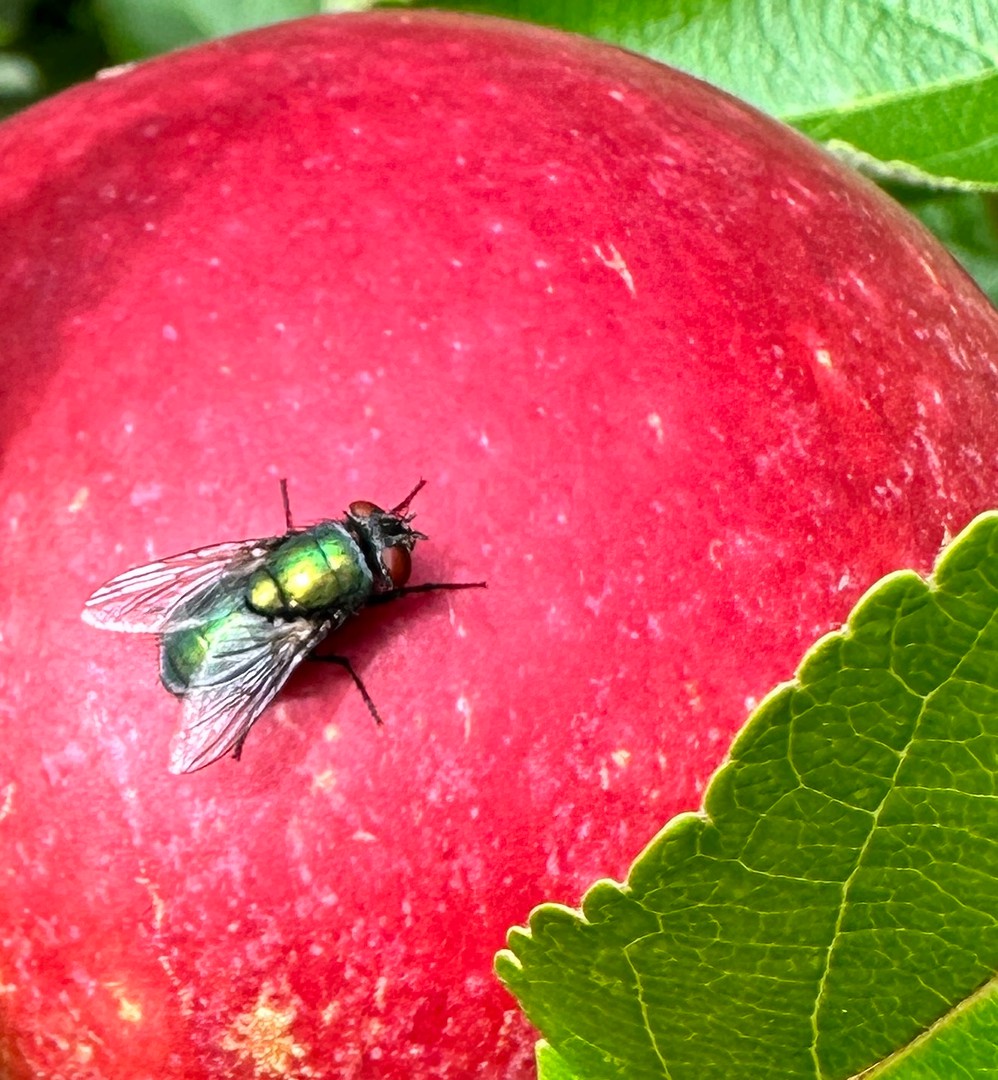 Fliege an Apfel