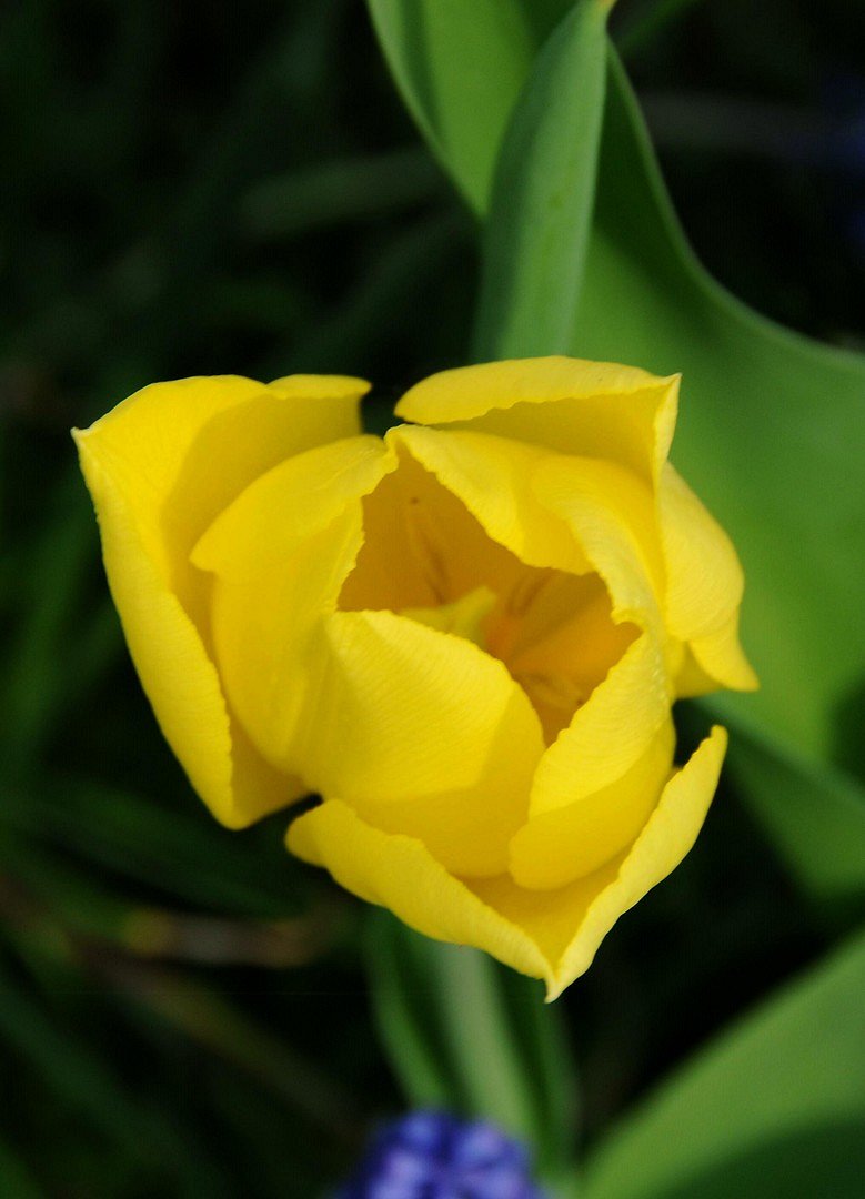 Gelbe Tulpe mit