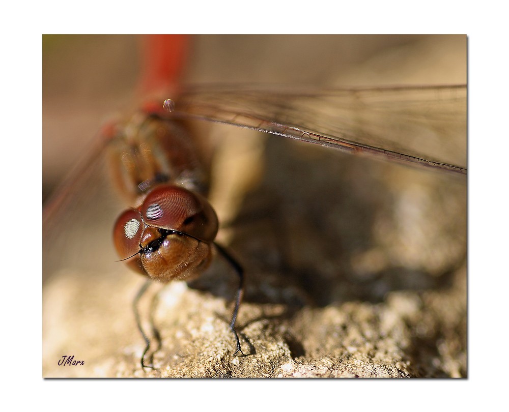 grinsende Libelle