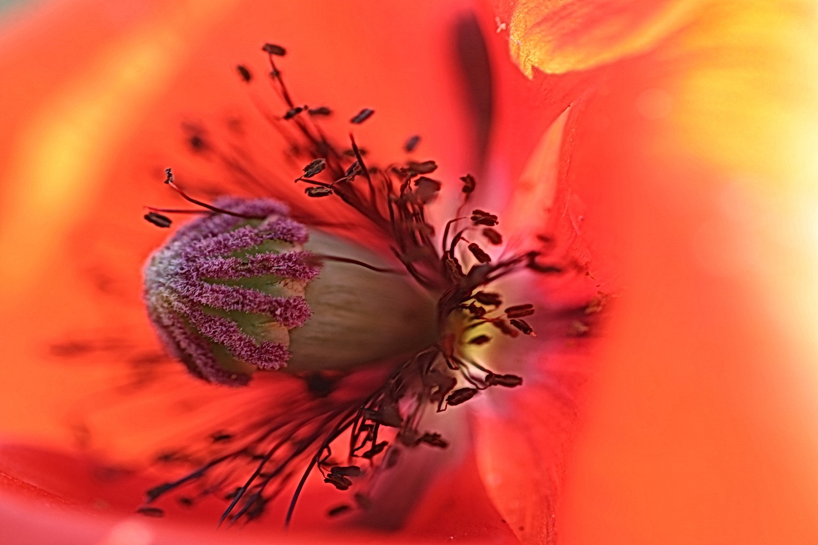 Stempel von Mohnblume