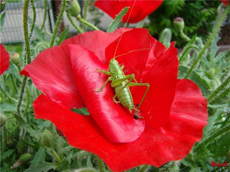 Besuch in meinem Garten