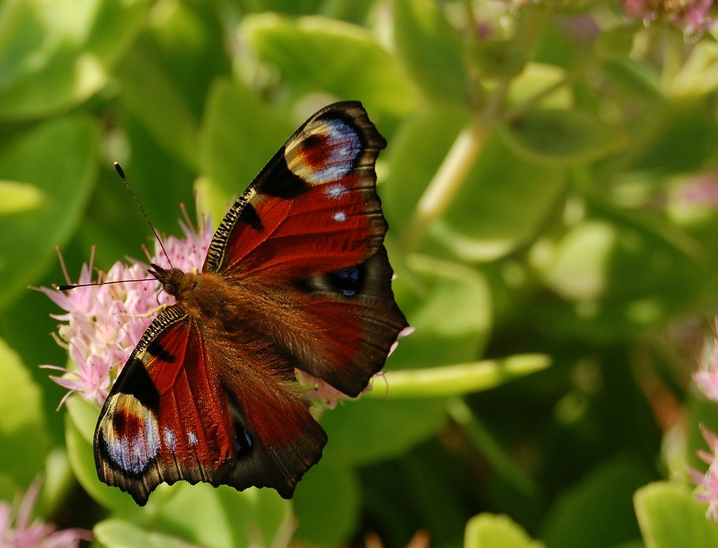 Schmetterling