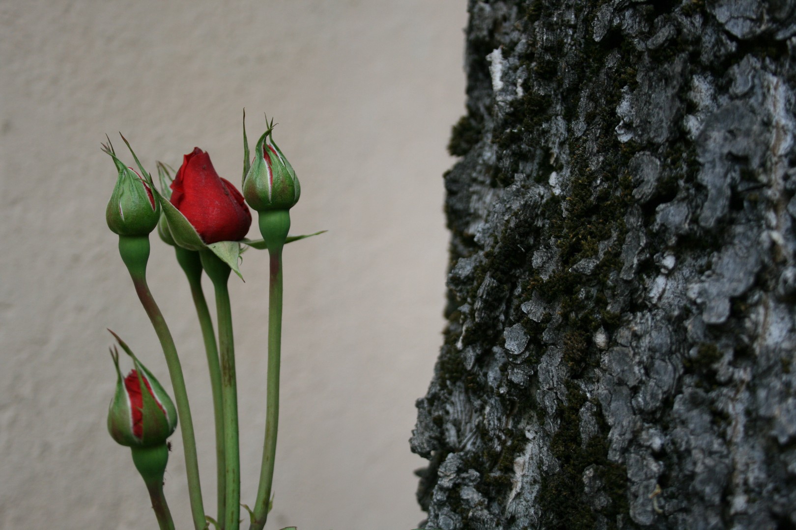 Fleurs