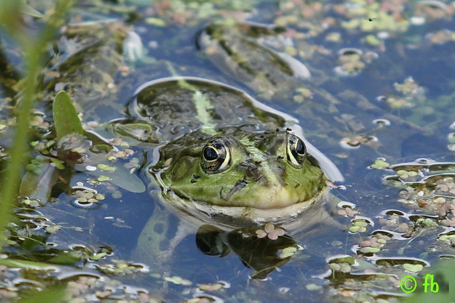 Tiens, une grenouille !