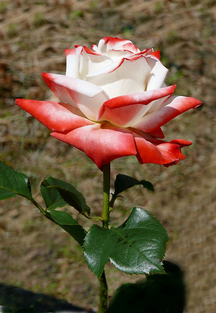 Rose Rot-Weiß