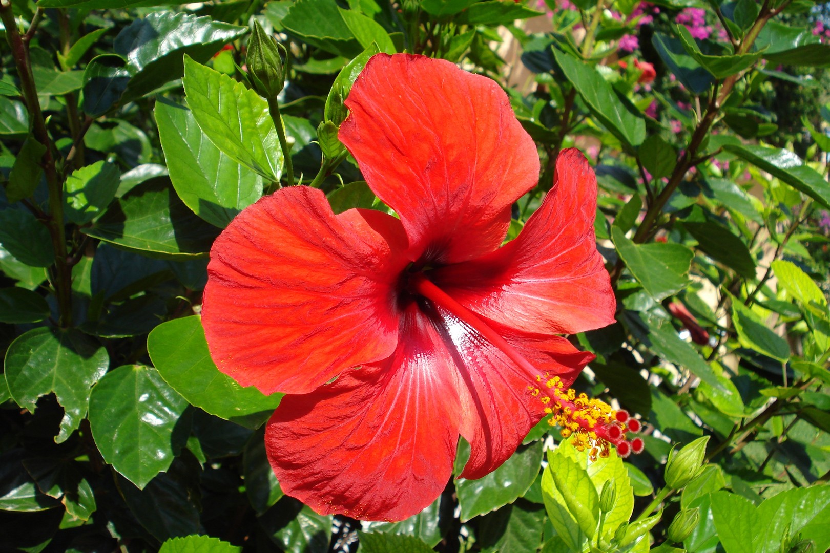 Hibiskus