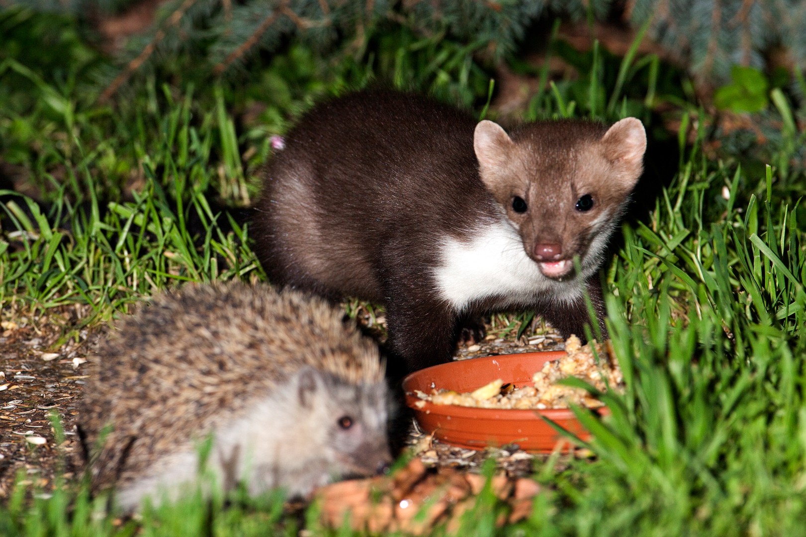 Steinmarder und Igel