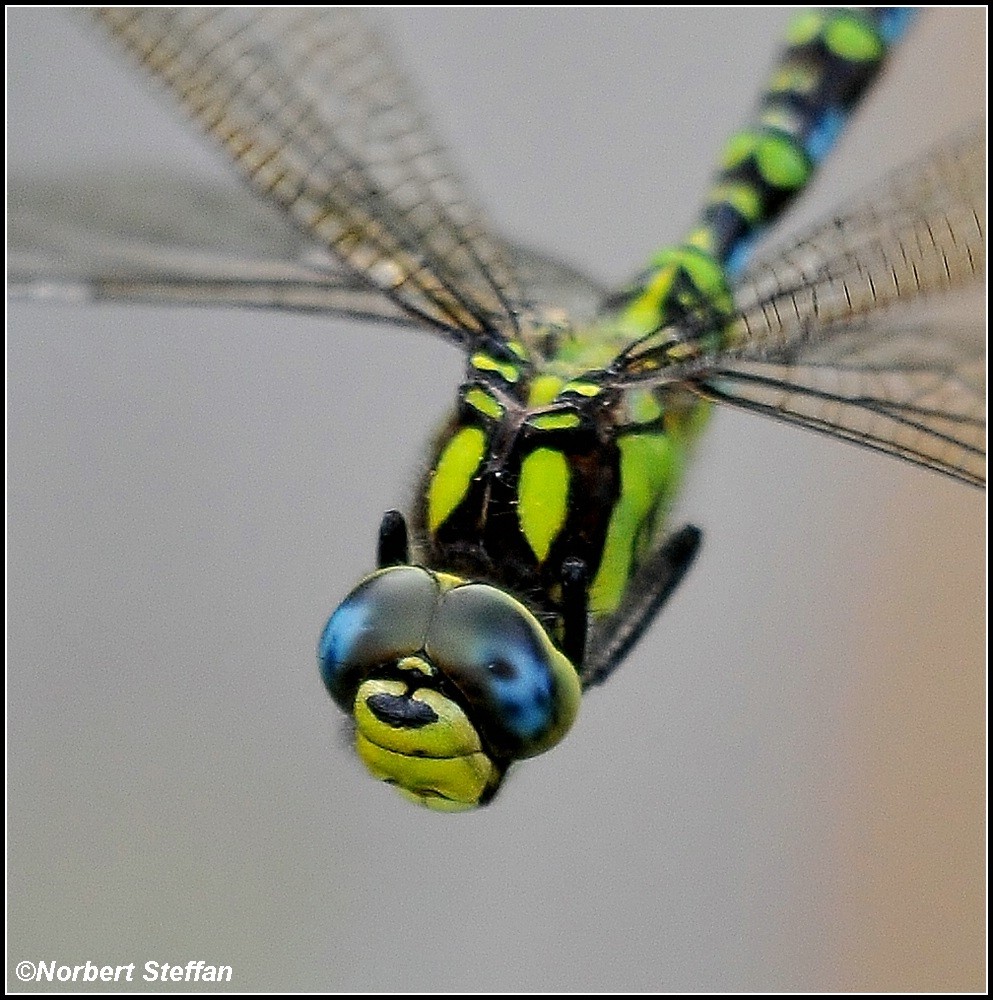 Blaugrüne Mosaikjungfer (Aeshna cyanea)